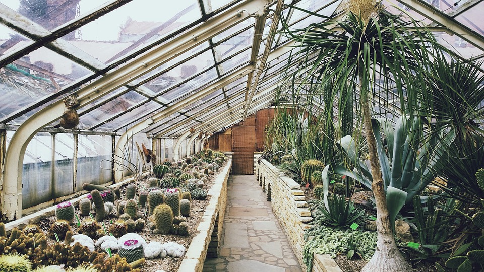 kaktusy ve skleníku